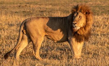 Botswana Individualreisen