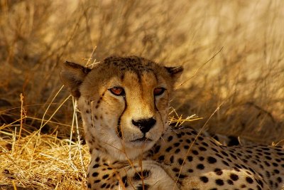 Gepard in Botswana